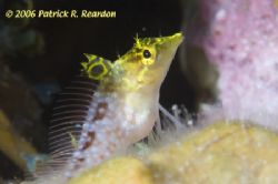 Diamond Blenny. D100 and 105 lens. by Patrick Reardon 